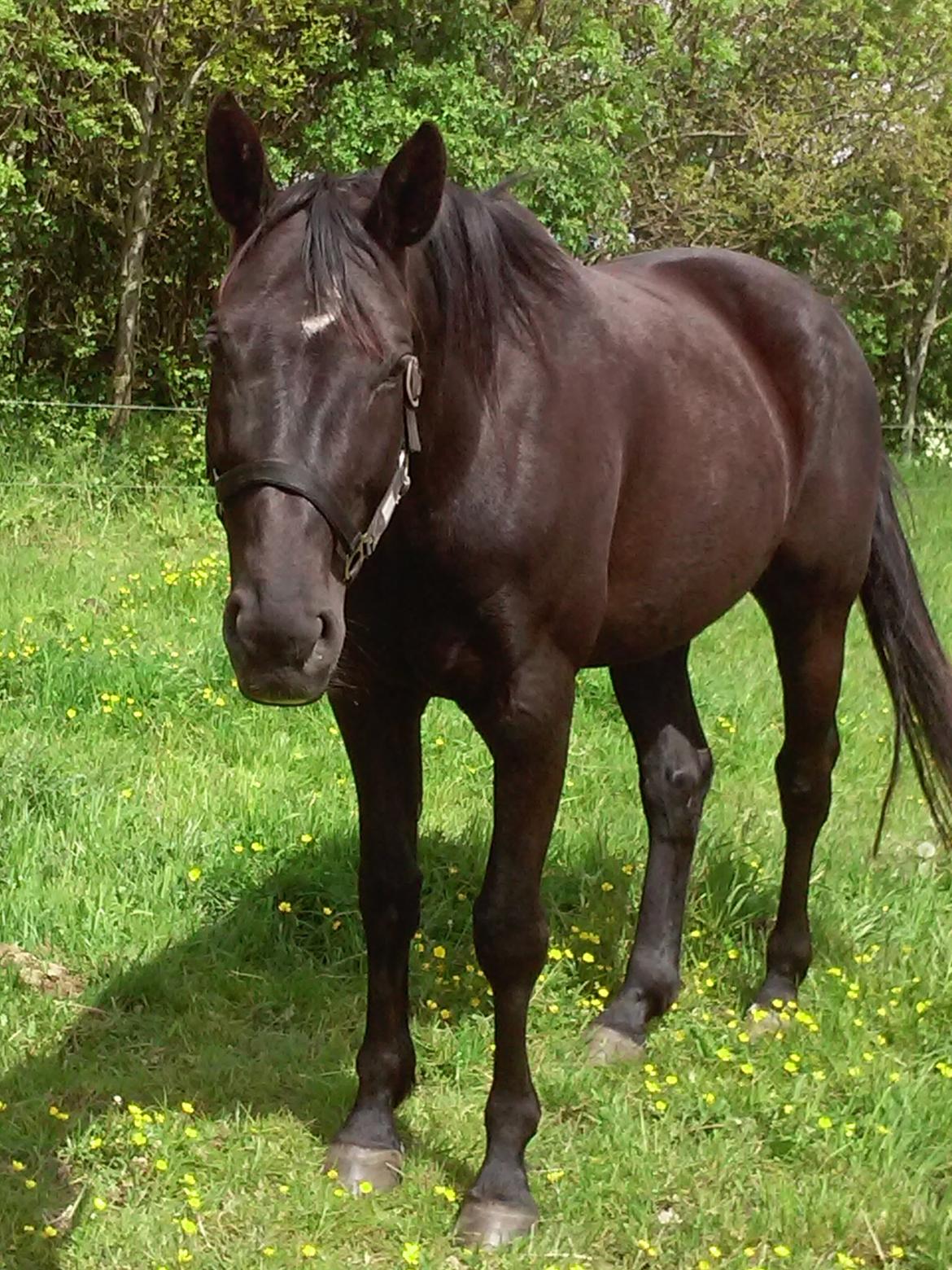 Anden særlig race Meesei  billede 10