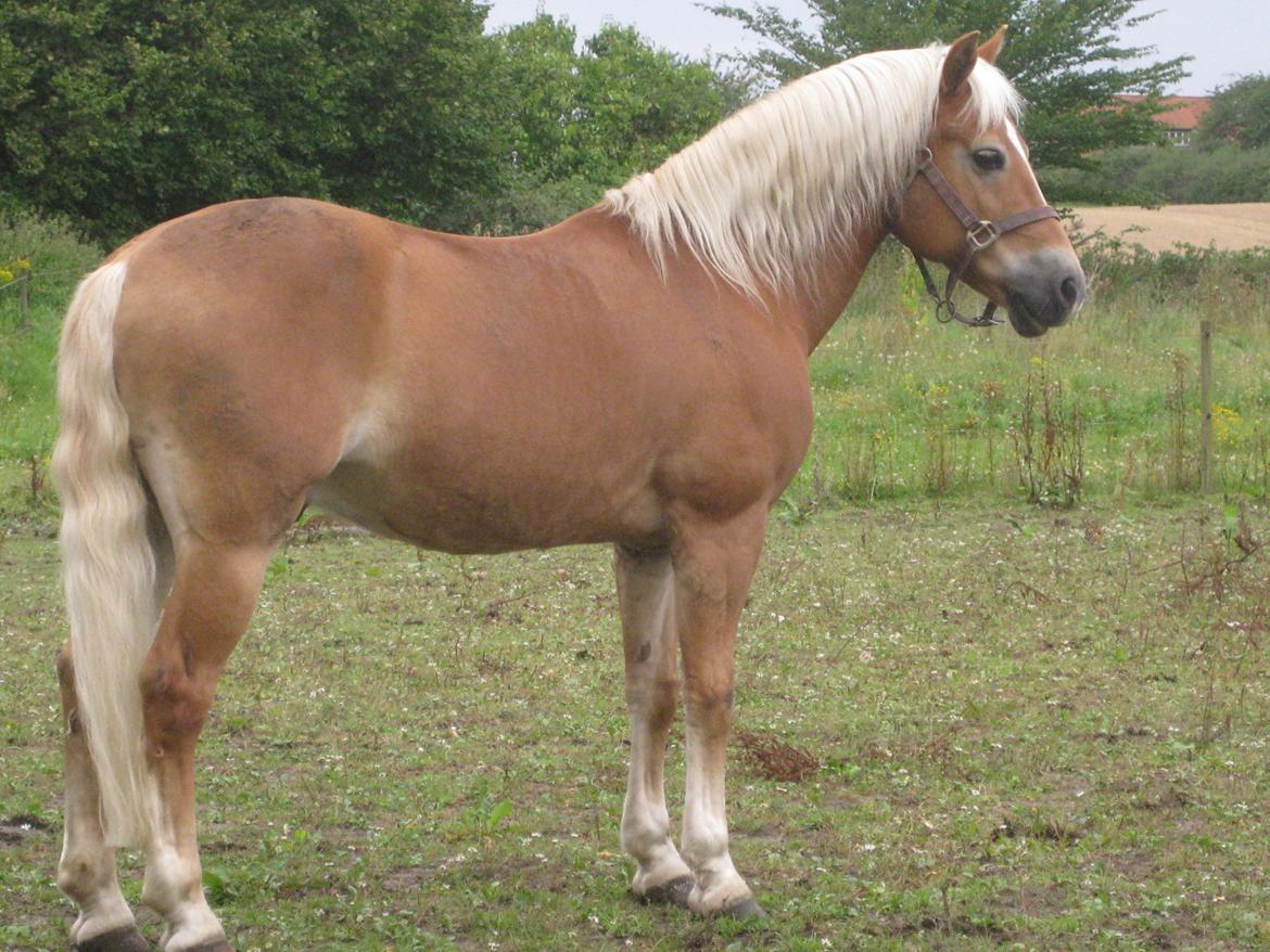 Haflinger Nebiolo billede 7