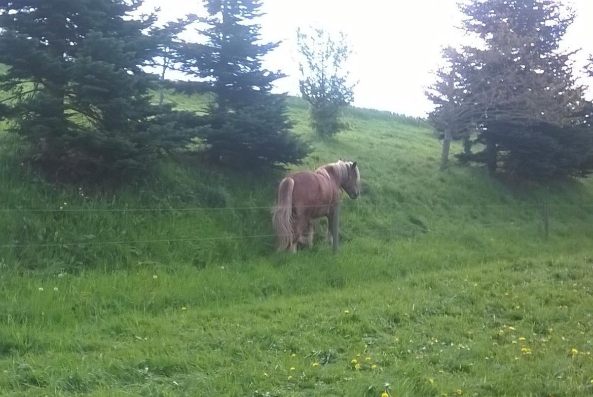 Jyde Virkelysten´s Simon (Solgt) billede 6