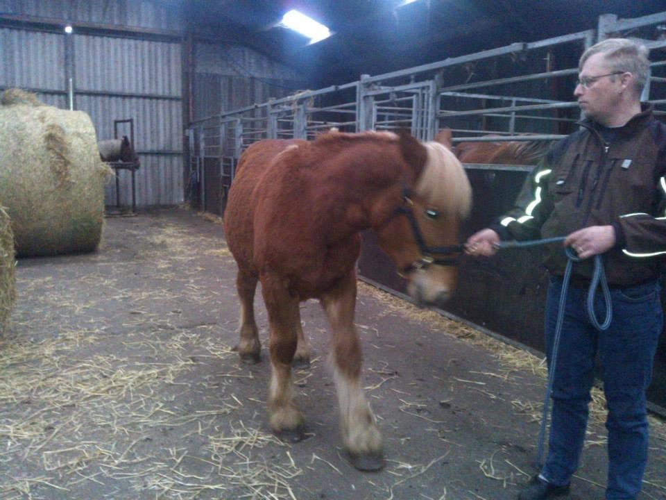 Jyde Virkelysten´s Simon (Solgt) - Den dag vi var over og se på Simon... Han var knap 1 år gammel. billede 2