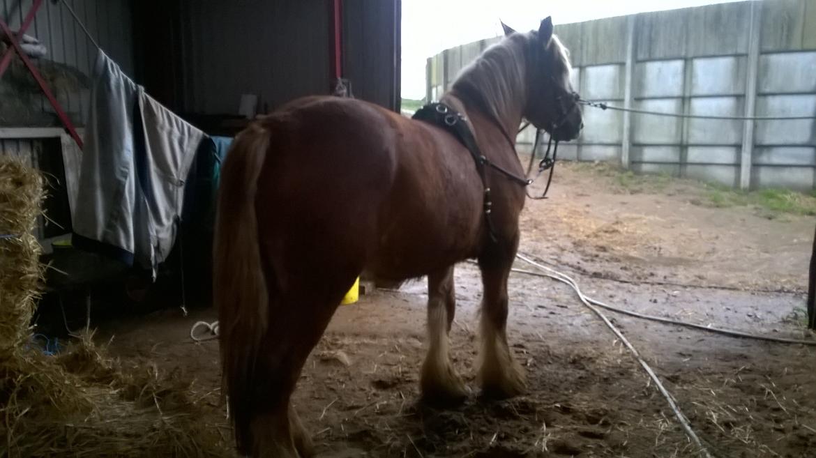 Jyde Virkelysten´s Simon (Solgt) - Kørersele på for første gang... billede 7