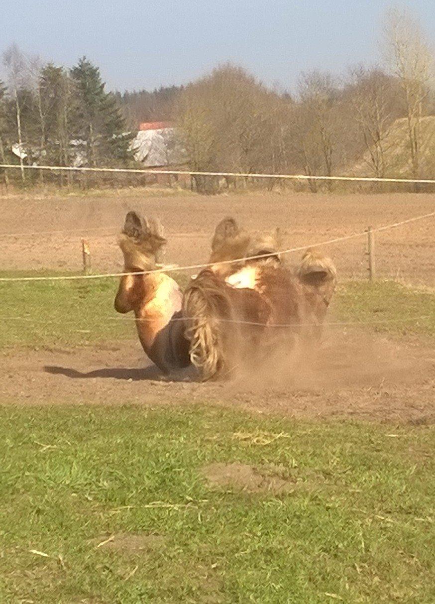 Jyde Virkelysten´s Simon (Solgt) billede 11