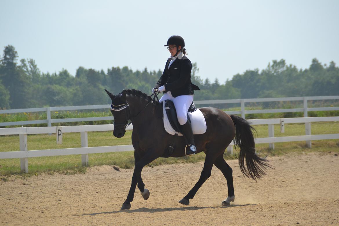 New Forest Hamborgs dahlia - 4-dagsstævne i hodsager 2015.  billede 3