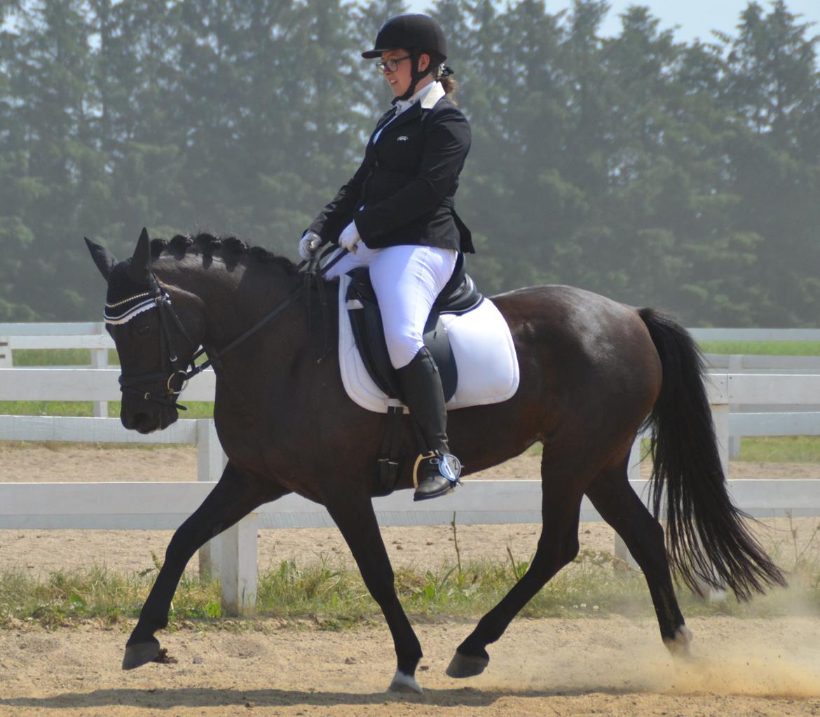 New Forest Hamborgs dahlia - 4-dagsstævne i hodsager 2015.  billede 2