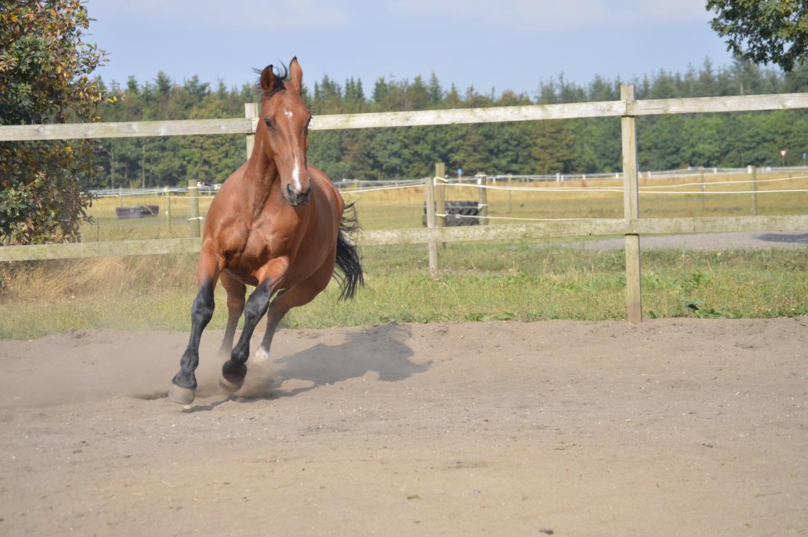 Oldenborg Gunnihus hanna billede 8