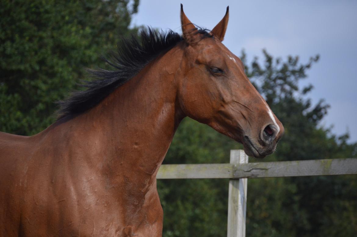 Oldenborg Gunnihus hanna billede 12