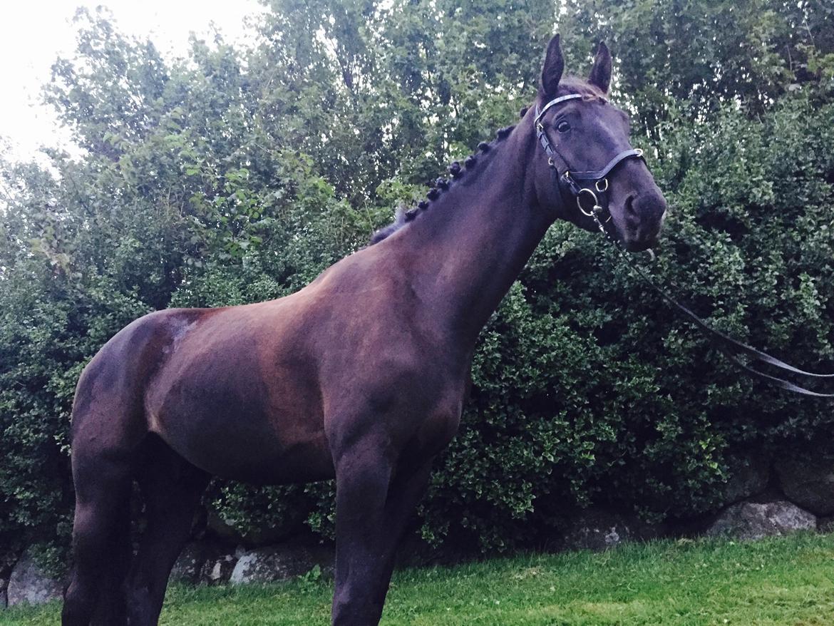 Dansk Varmblod things lucas billede 11