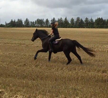 Dansk Varmblod things lucas billede 13