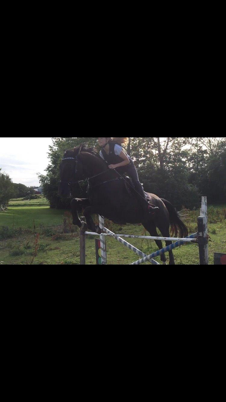 Dansk Varmblod things lucas billede 14