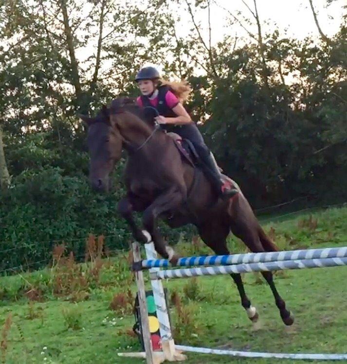 Dansk Varmblod things lucas billede 17