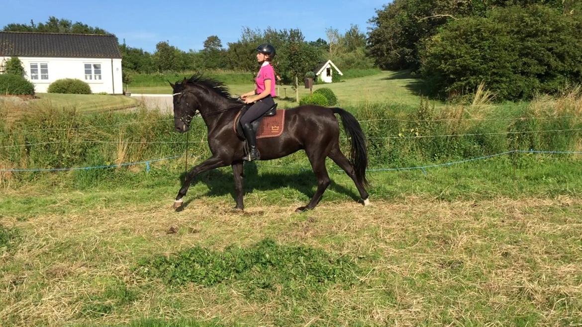 Dansk Varmblod things lucas billede 12