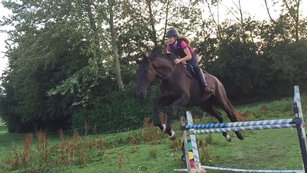 Dansk Varmblod things lucas billede 18