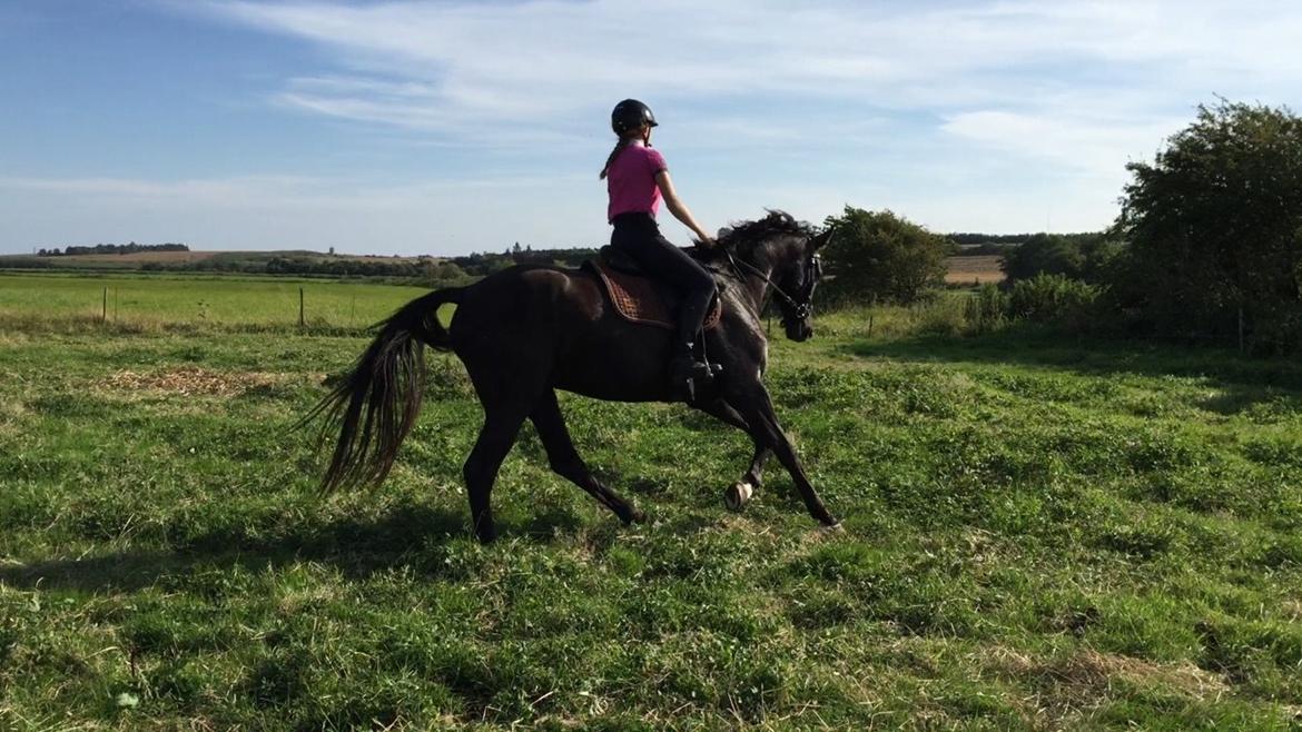 Dansk Varmblod things lucas billede 19