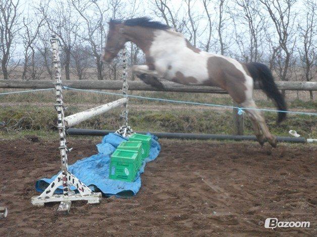 Pinto Santana (Indianer Hesten) billede 8