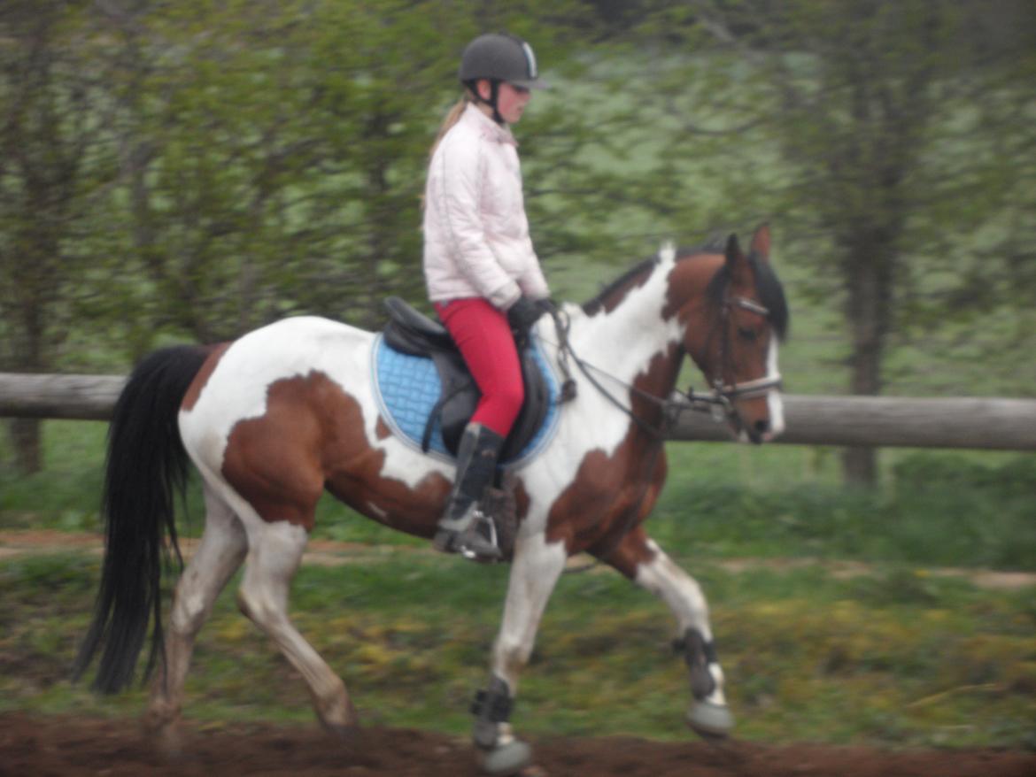 Pinto Santana (Indianer Hesten) billede 10