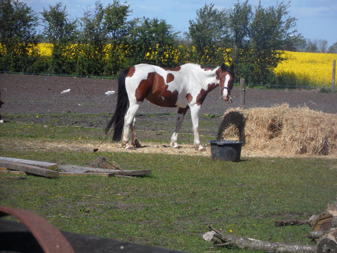 Pinto Santana (Indianer Hesten) billede 16