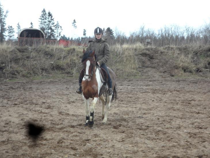 Pinto Santana (Indianer Hesten) billede 7