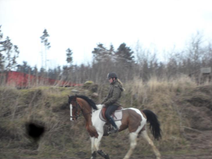 Pinto Santana (Indianer Hesten) billede 2