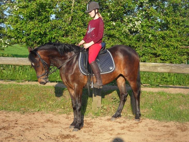 New Forest Søndermarkens Sally billede 7