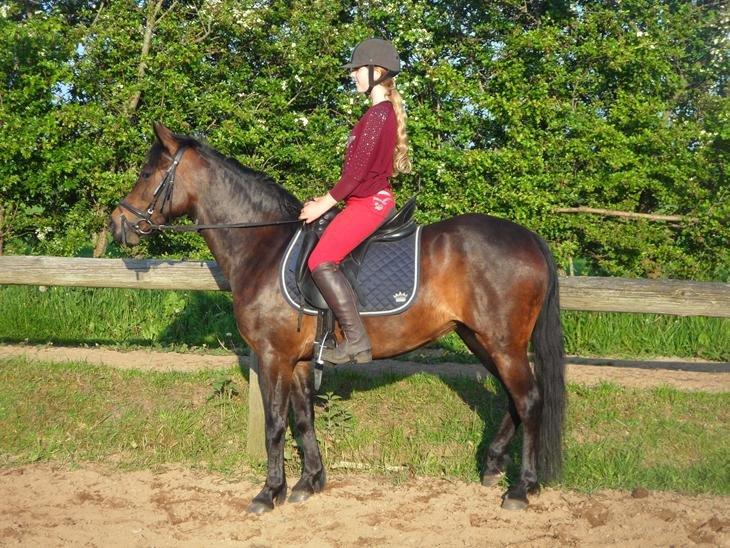 New Forest Søndermarkens Sally billede 5
