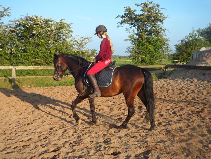 New Forest Søndermarkens Sally billede 8