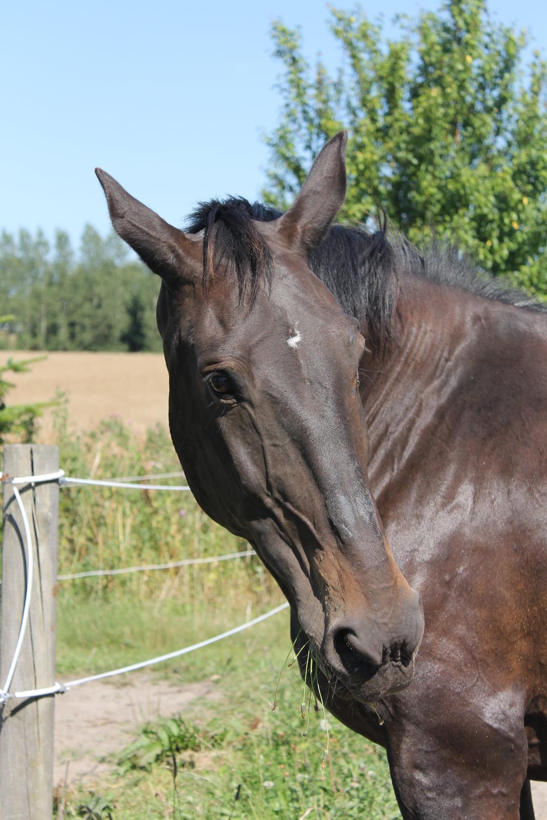 Anden særlig race Hermione billede 1