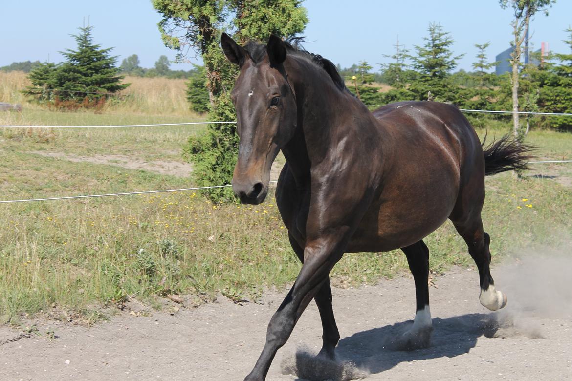 Anden særlig race Hermione billede 16