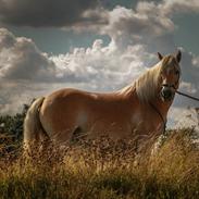 Tyroler Haflinger Waikato