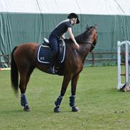Dansk Varmblod Elmegaard's Olympic-Onice