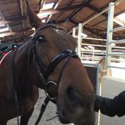 Dansk Varmblod Vanting's cashmir