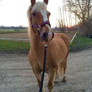 Haflinger Noukis