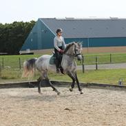 Dansk Varmblod lertevang 's lynett