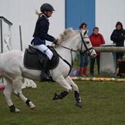 Hollandsk Sportspony Princess