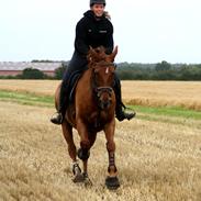 Dansk Varmblod Romio