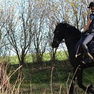 Frieser Windsor af lilleris