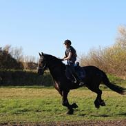 Frieser Windsor af lilleris