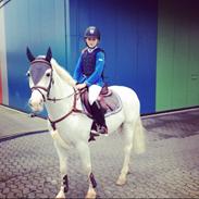 Irsk Sportspony Castlefarm Jimmy Blue 