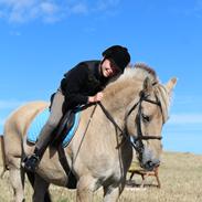 Fjordhest Svinsig´s Oliver (Wolle)