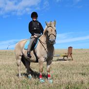 Fjordhest Svinsig´s Oliver (Wolle)