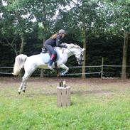 DSP Stidsbjergs Kaleb OX