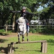 DSP Stidsbjergs Kaleb OX