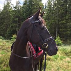 Anden særlig race Domino