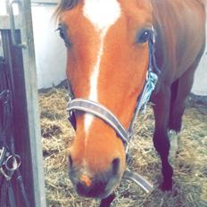 Fuldblod (XX) Skovkær's Pagazzo