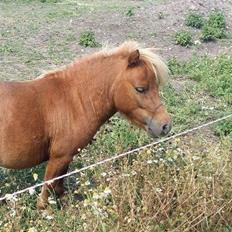 Shetlænder Brafs nanok