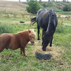 Shetlænder Brafs nanok