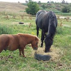 Shetlænder Brafs nanok