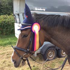 Dansk Varmblod Chansey Skovbo