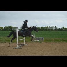 Amerikansk Paint Pony Expensive Spot - Dyrebar plet