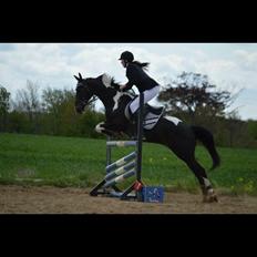 Amerikansk Paint Pony Expensive Spot - Dyrebar plet