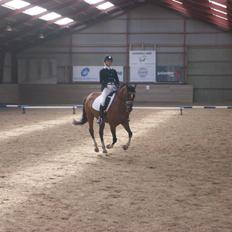 Tysk Sportspony Kavsgaards Geisha